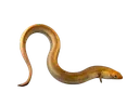 eel