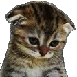 cat_cry