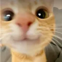 sillykitty