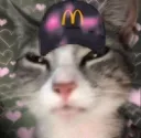 McDonaldscat