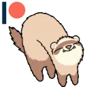 Ferret