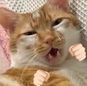 fightingcat