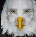 eaglestare