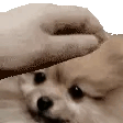PetPup Discord emoji