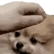PetPup