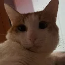 Car_Stare