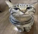 gato
