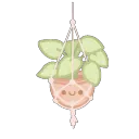 85486hangingplant