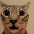 MinervaSHOCKED