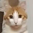 Car_Stare2