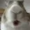 bunny_stareEat