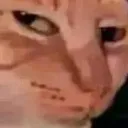 unimpressedcat6