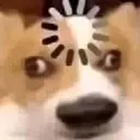 bufferingdog