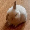 bunnyFU
