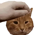 pet_marshall_1