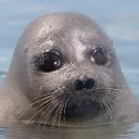 Sad_Seal