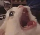 crazycat