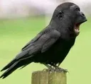 yap yap