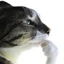 catthinker catthinker