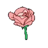 Pink_rose_bloom