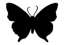 B_BlackButterfly
