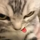 Cat_Selfie