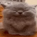 cutecatsit