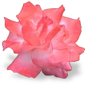 flower_rose