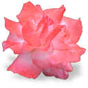 :flower_rose: