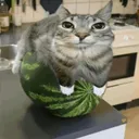 Melon_Cat_Species_2XS