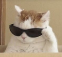 :cat_basedtabby: