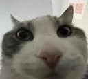 whatwhat