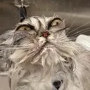 wetcatangry
