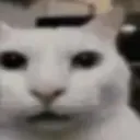 cat_light cat_light