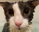 soggycat