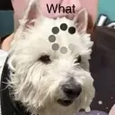 kinnwhat