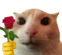 catRose