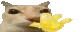 GON