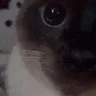 CatGasp
