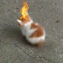 catenraged catenraged