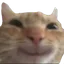 catSmile2