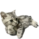 catstare Discord emoji