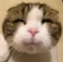 cursecat