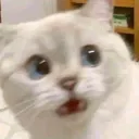catwut