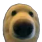 happihappihapii