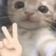 catpeace