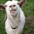 Huh2 Huh2