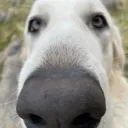 stare