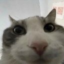 peek_cat Discord emoji