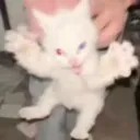 WRETCHEDBEASTATTACK